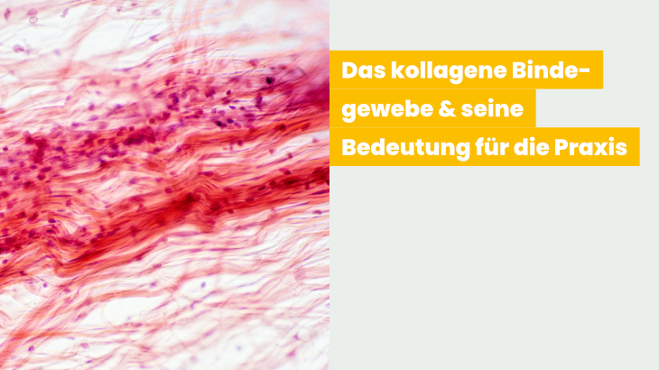 Bindegewebe in der Therapie