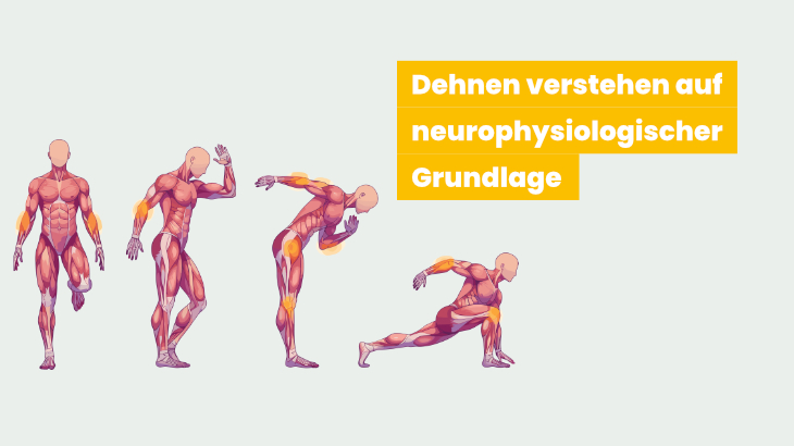 Muskeldehnung